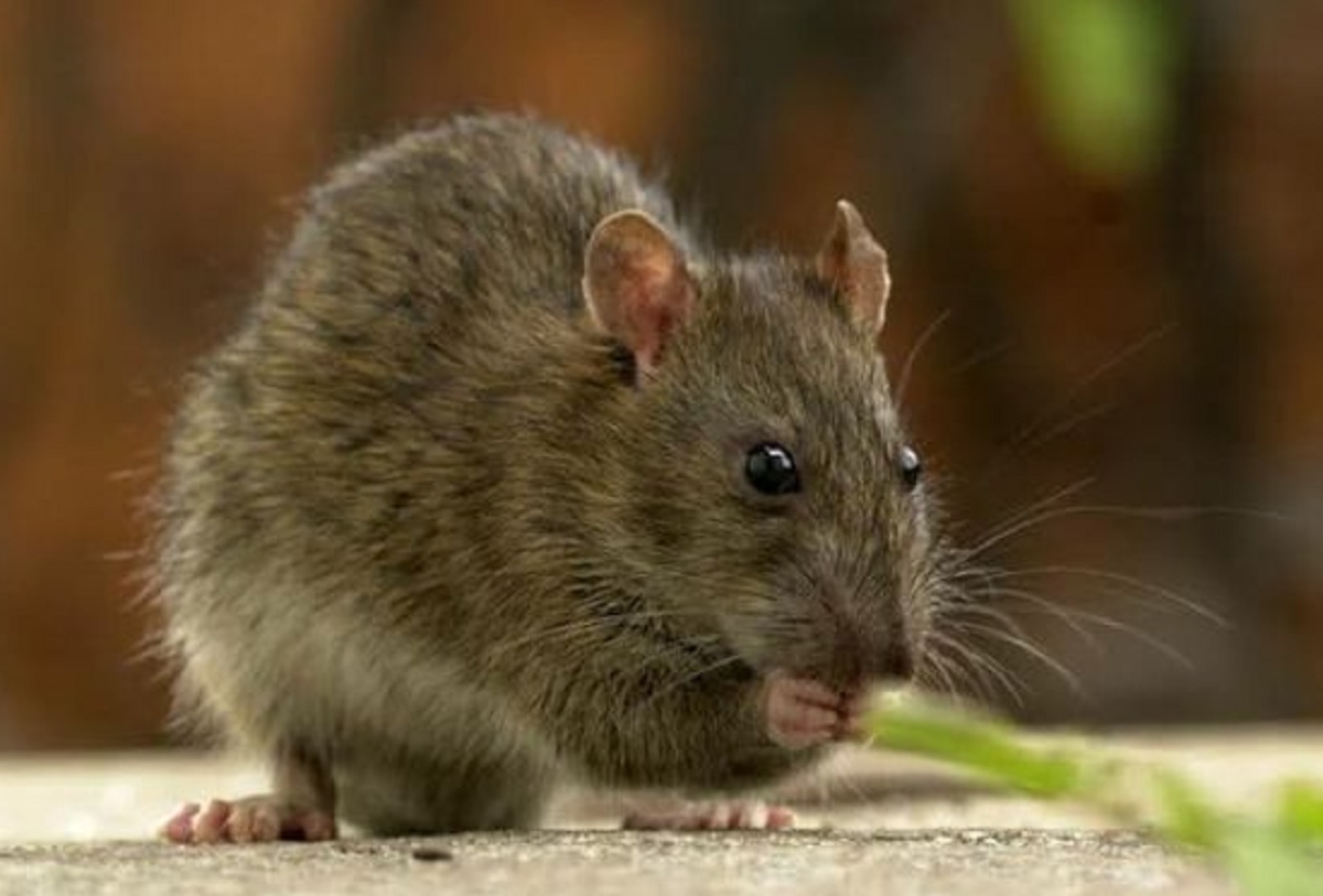 Apa Saja Bau Alami Yang Tidak Disukai Tikus? Yuk Simak 5 Baunya Disini