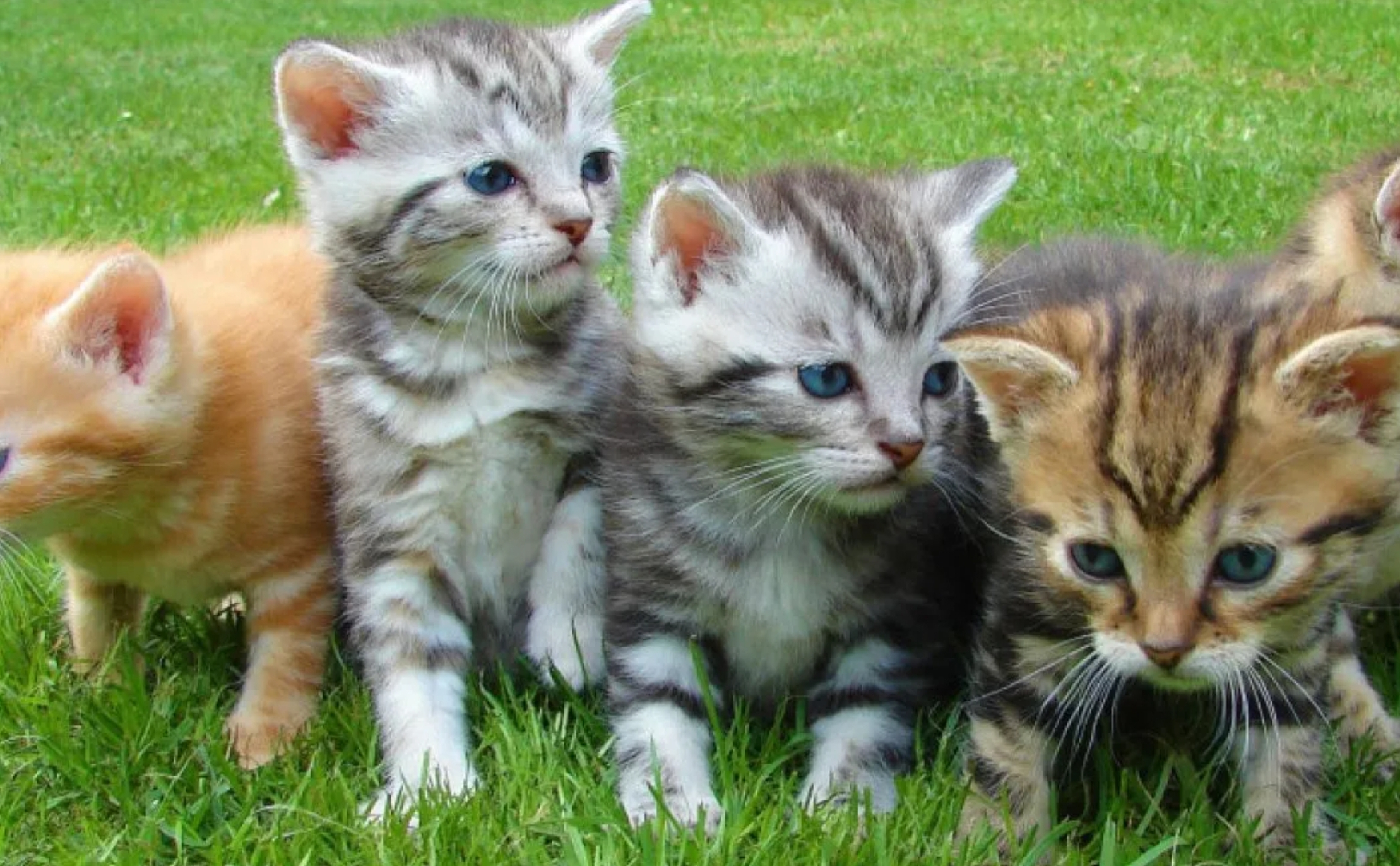 Mamalia Terbanyak, Ada 480 Juta Ekor Kucing Liar di Dunia, Berapa Kali Kucing Kawin Dalam Satu Tahun?