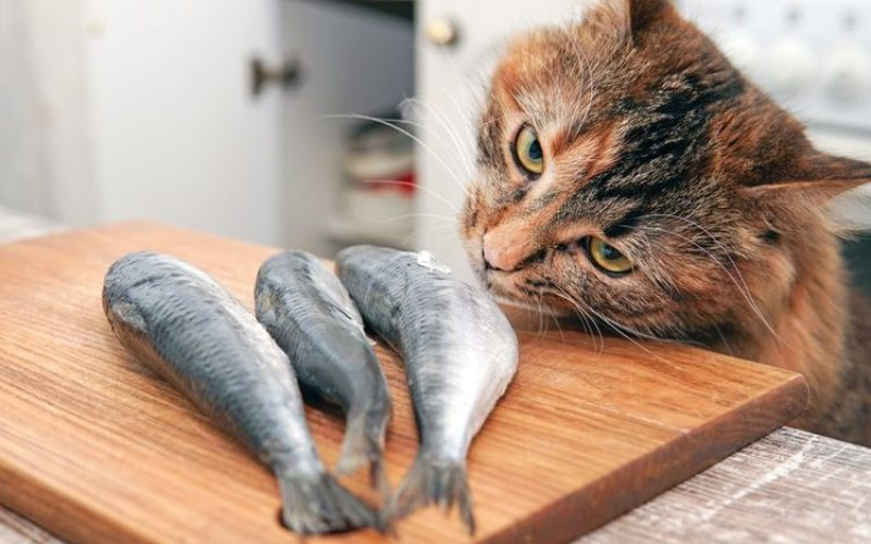 Jenis Ikan yang Baik Untuk Makanan Kucing Kampung, Bisa Cepat Gemuk dan Tumbuh Sehat!