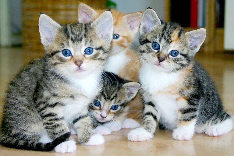 Berkah Memelihara Kucing di Bulan Ramadhan dengan 5 Cara Menjadi Pahala Mengalir Deras!