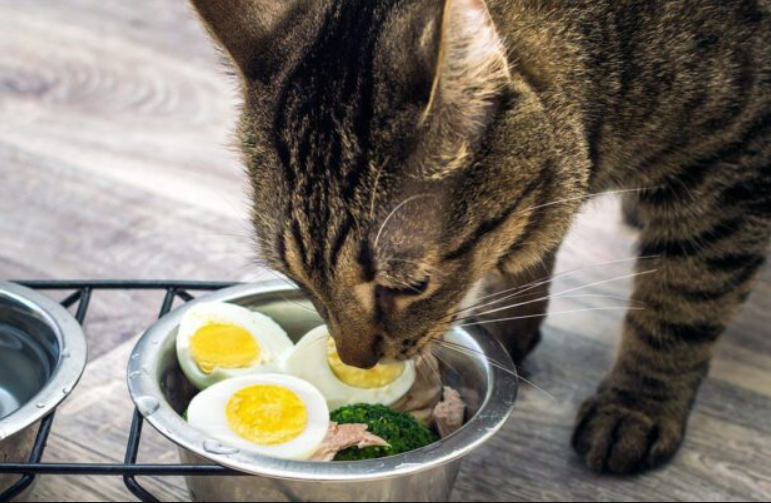 3 Resep Makanan Kucing Homemade yang Mudah dan Bernutrisi, Bikin Bulu Kucing Peliharaan Lebat dan Anti Rontok