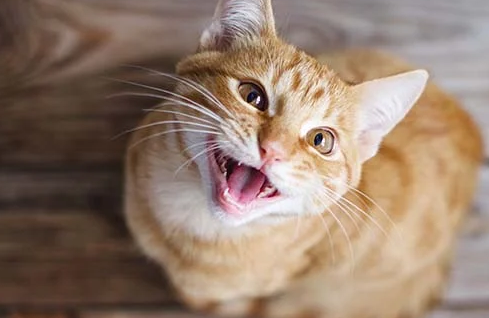Jangan Salah Paham! Berikut 4 Arti Ngeongan Kucing Kampung, yang Masih Sering Disalahpahami
