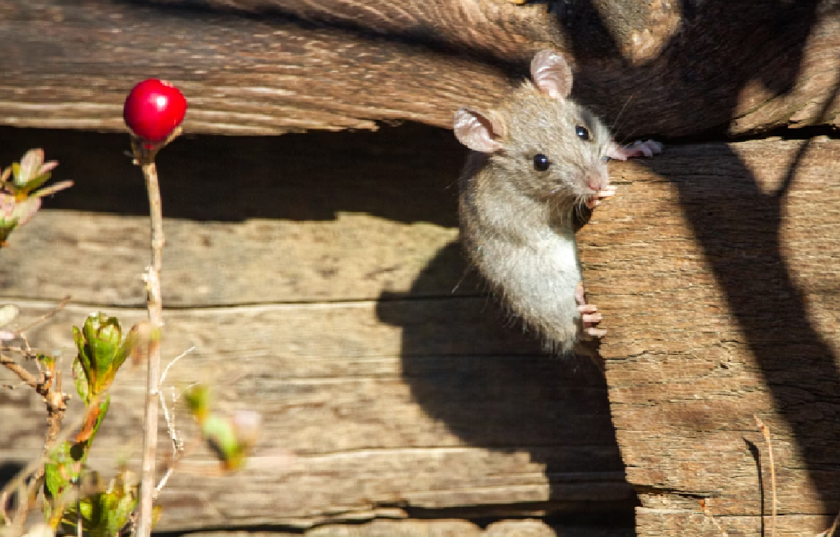 Tak Perlu Perangkap! 10 Tanaman ini Ampuh Usir Tikus Secara Alami