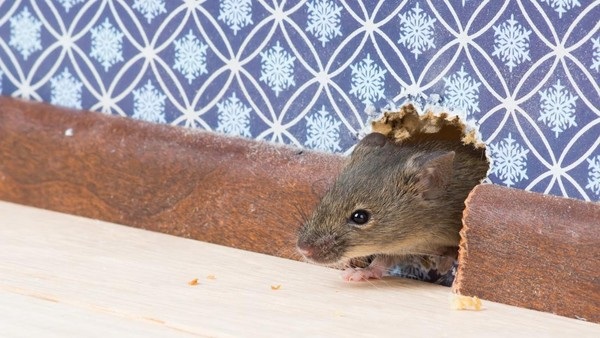 Inilah Beberapa Pendapat Peneliti Tentang  4 Cara Ampuh Menghindari Tikus Datang ke Rumah, No 1 Mudah Sekali!