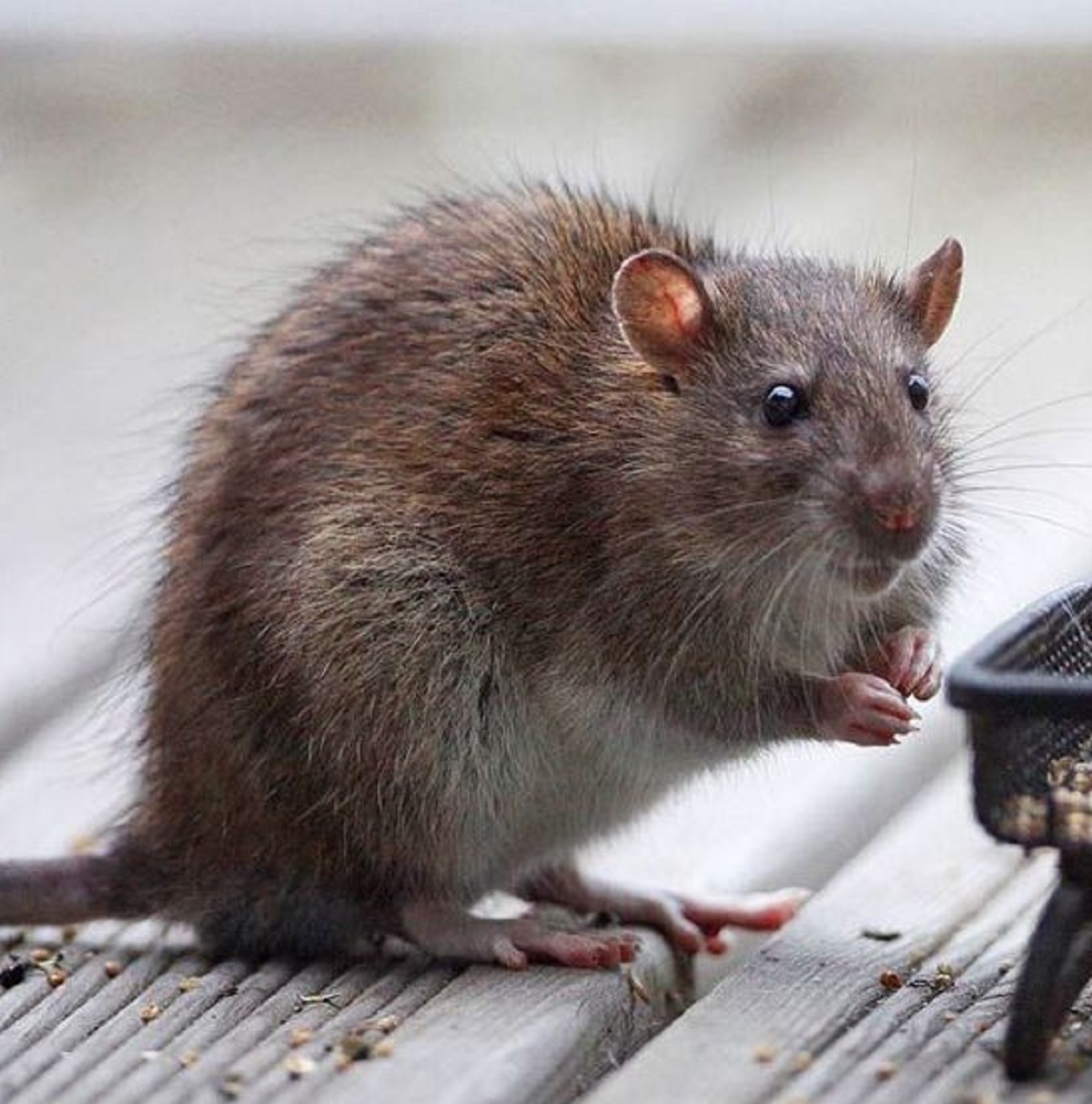 Inilah 7 Cara Mudah Menjebak Tikus di Rumah Menggunakan Bahan Dapur, Yuk Simak