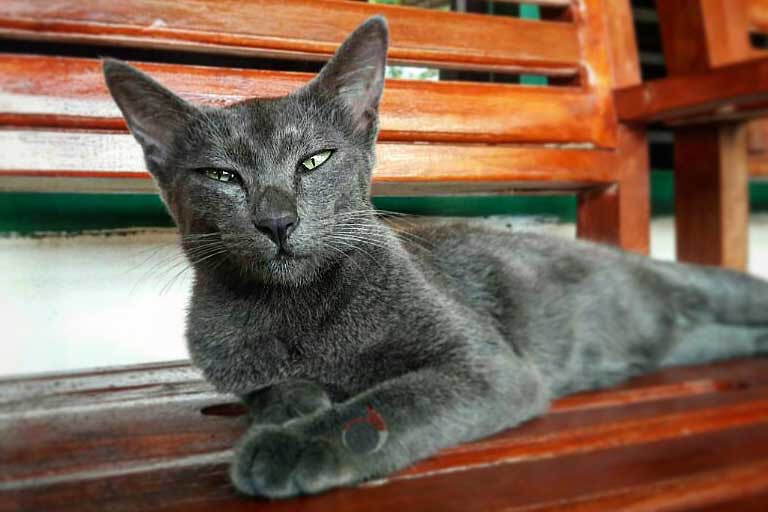 5 Fakta Unik Kucing Busok Ras Kucing Asli Indonesia, Disebut Mirip Macan Tutul hingga Punya Kemampuan Mistis