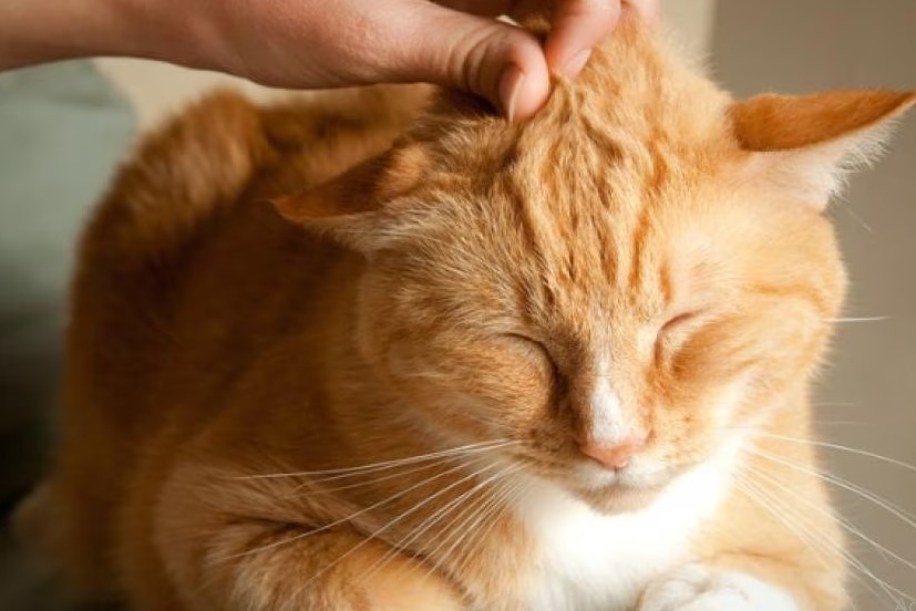 Jarang Diketahui! Berikut 4 Penyakit Kucing yang Dapat Menular pada Manusia