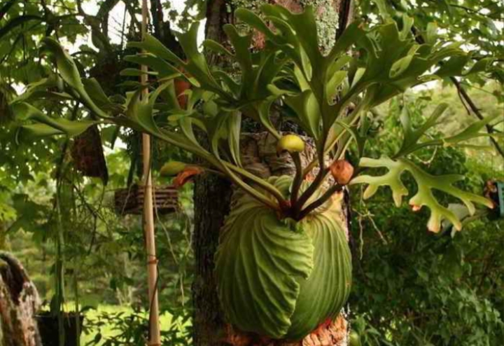 Dapat Mempercantik Halaman Rumah, Inilah 5 Jenis Tanaman Hias Outdoor yang Estetik dan Mudah Dirawat