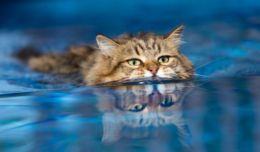 Lucu Banget! Ini 3 Ras Kucing yang Kebal Air dan Bisa diajak Berenang Bareng
