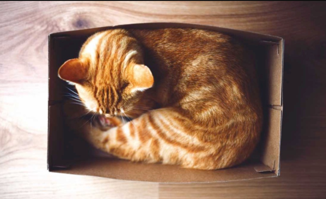 Simak 5 Alasan Kenapa Kucing Suka Tidur di Tempat Sempit dan Suka Menyempil Berikut