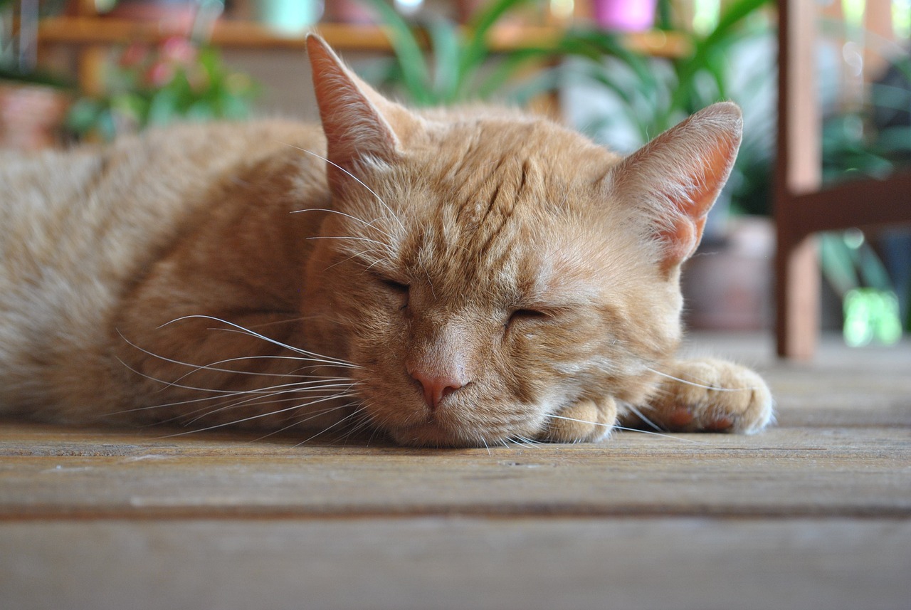 Sering Terlihat Tidur Terus, Berapa Lama Kucing Tidur Dalam Sehari? Ini Waktu Tidur Kucing yang Ideal