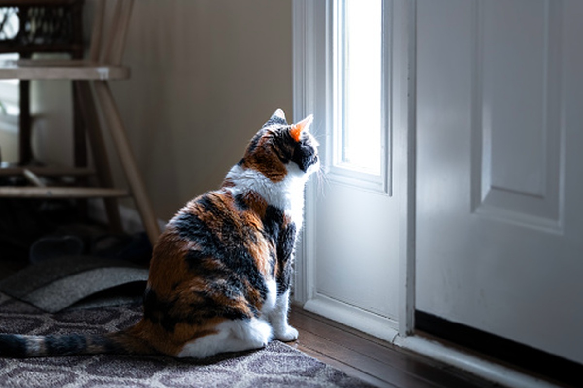 Ketahui Ini Jika Anda Memelihara Kucing, 4 Cara Agar kucing Tidak Merasa Bosan
