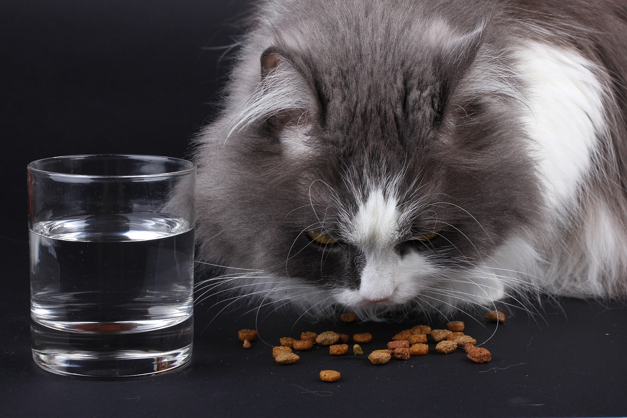 5 Rekomendasi Makanan Kucing Murah Tapi Berkualitas, Mudah Didapatkan Pula!