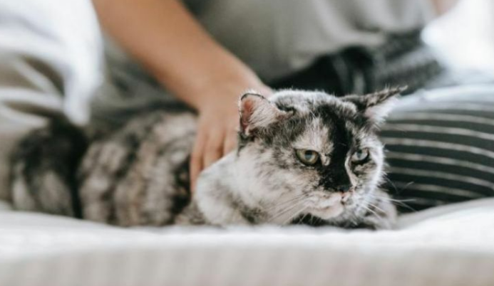 Wajib Tau! Ini 4 Cara Menunjukan Kasih Sayang pada Kucing Peliharaan Kita