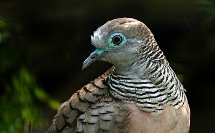 5 Ciri Khas Burung Perkutut Jawa, Burung Mungil dengan Keunikan Katurangga