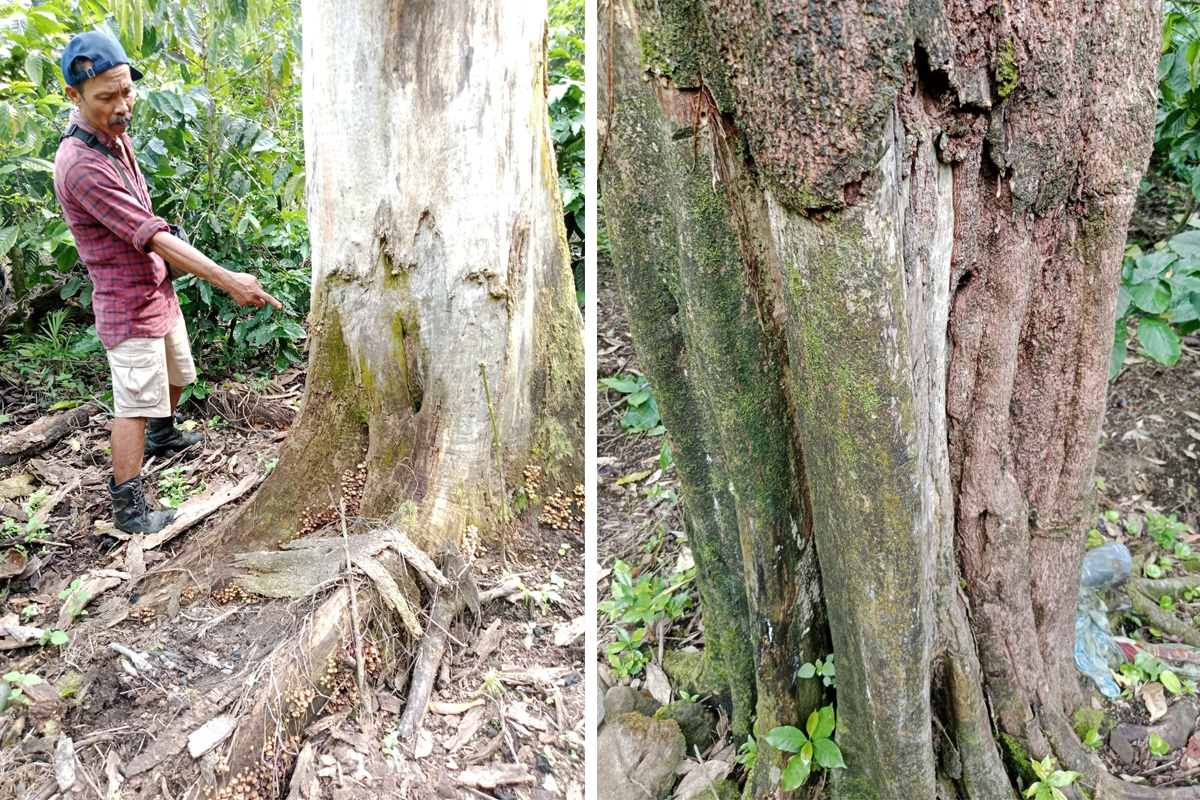 Respons BTNGC Terkait Laporan Puluhan Pohon Endemik Gunung Ciremai Mati: Masih Dalam Penyelidikan