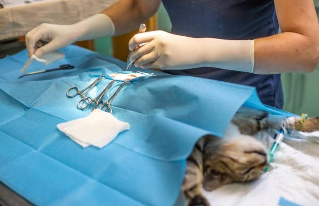 Biaya Sterilisasi Kucing, Jantan dan Betina Beda Loh