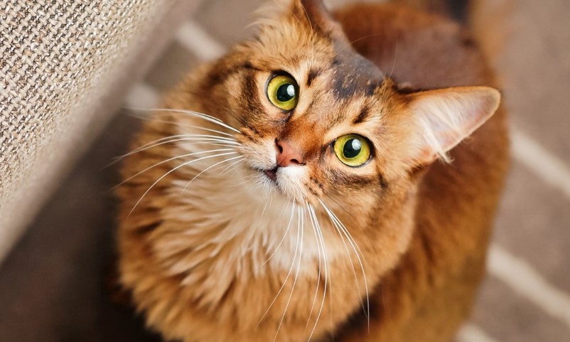 4 Alasan Kucing Menatap Kita, Apa Tanda dan Artinya? Bagaimana Cara Meresponnya?