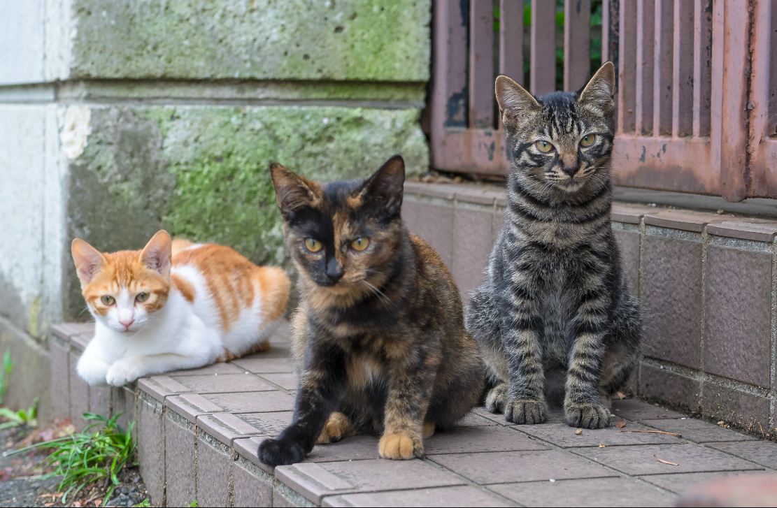 Inilah 5 Alasan Kenapa Banyak Kucing Liar Berkeliaran di Halaman Rumah Kita, Jadi Hama!