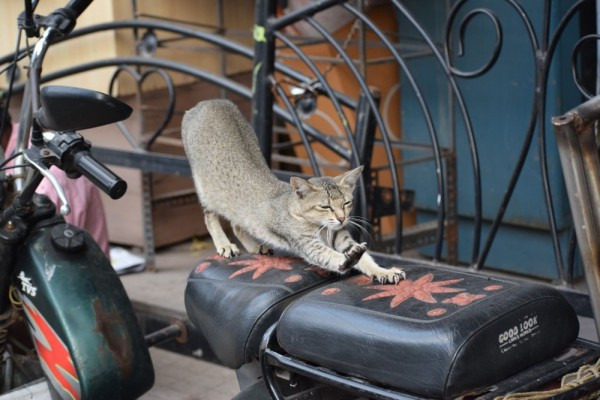 Ternyata Ini Alasan Kenapa Kucing Suka Mencakar Jok Motor