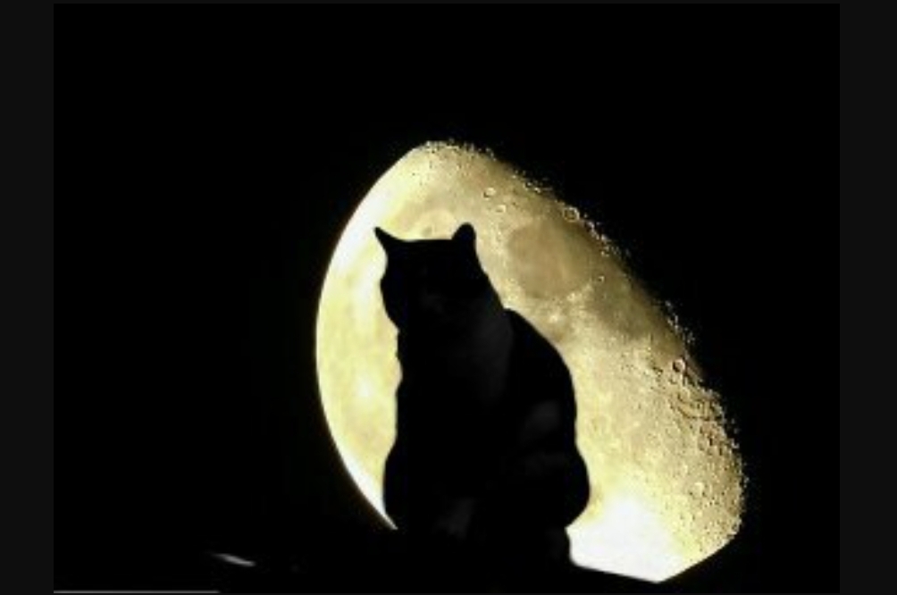 Kode Alam Kucing Mengeong Tengah Malam yang Jarang Diketahui