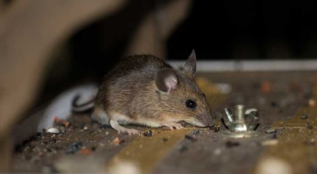 Sulit Mengusir Tikus Dari Plafon Rumah? Yuk Ikuti 5 Cara Praktis Mengusir Tikus Dari Plafon Rumah