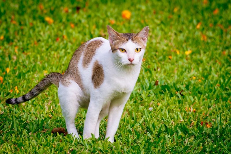 Sering Dianggap Pertanda Buruk, Berikut 5 Cara Jitu Mengusir Kucing Agar Tidak Buang Kotoran Sembarangan