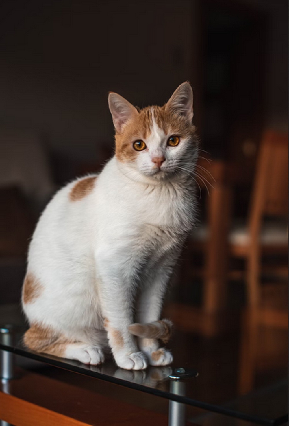 Cara Ampuh Mengusir Kucing Liar Agar Tidak Balik Lagi Ke Rumah,Yuk Simak Caranya