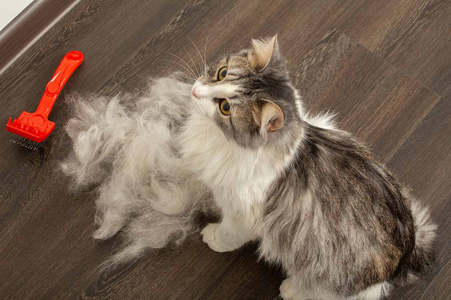 Bulu Kucing Rontok Parah? Inilah 6 Faktor Penyebab Bulu Kucing Rontok, Ternyata Pola Makan Berpengaruh Lho!