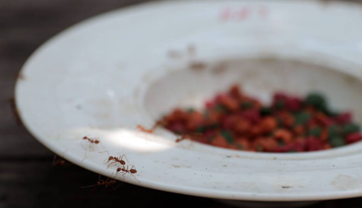 Nomor 5 Pasti Berhasil! Berikut Cara Menghilangkan Semut di Makanan Kucing Paling Praktis