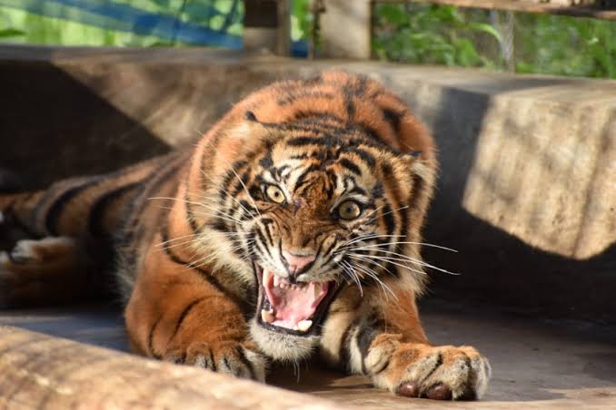 Konflik Manusia dan Harimau, Sudah Lama Terjadi dan Tercatat dalam Sejarah
