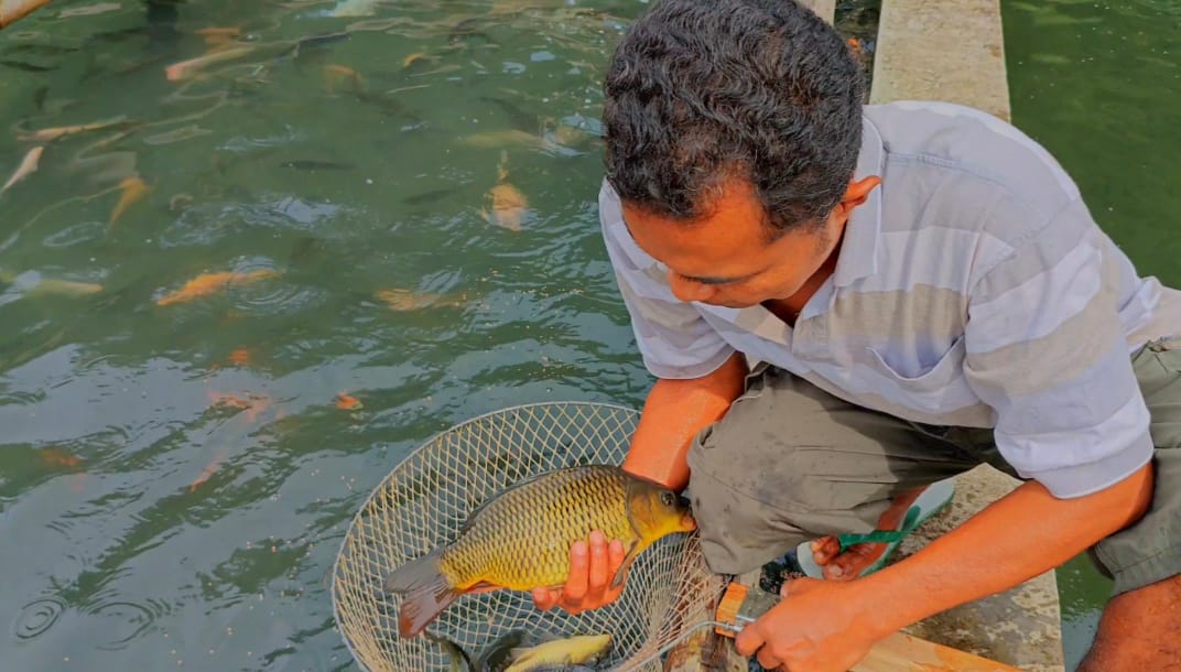 Perikanan Jadi Trend di Desa Jambar, Kuningan, Pendapatan Peternak Ikan Melesat