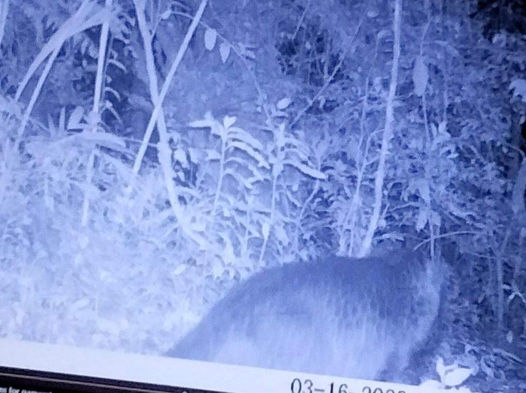 Populasi Macan Tutul Gunung Ciremai Bertambah, Warga dan Pendaki Tak Perlu Khawatir, Cukup Lakukan Ini