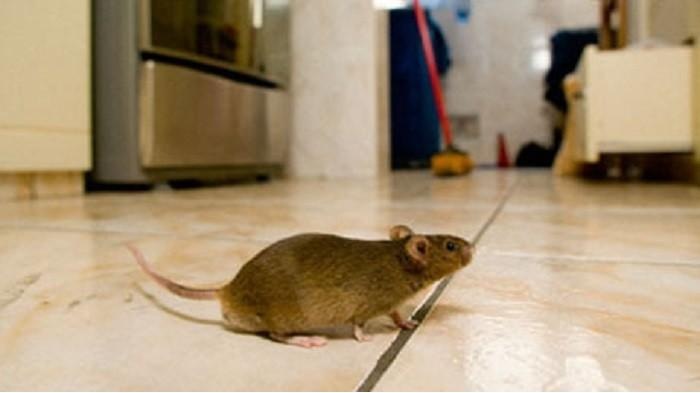 Bagaimana Cara Mengetahu Tanda-tanda Tikus di Rumah? Berikut 7 Tanda Tikus Bersarang, Cepat Ketahui Yu!