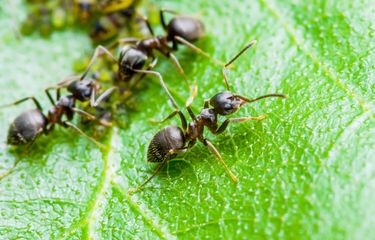 5 Tanaman Hias Memiliki Aroma Disukai Semut, Ketahui Yu! Ternyata No 1 Tergolong Unik