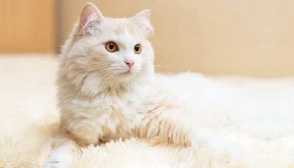 3 Cara Ampuh Merawat Kucing Anggora Agar Bulunya Tidak Rontok