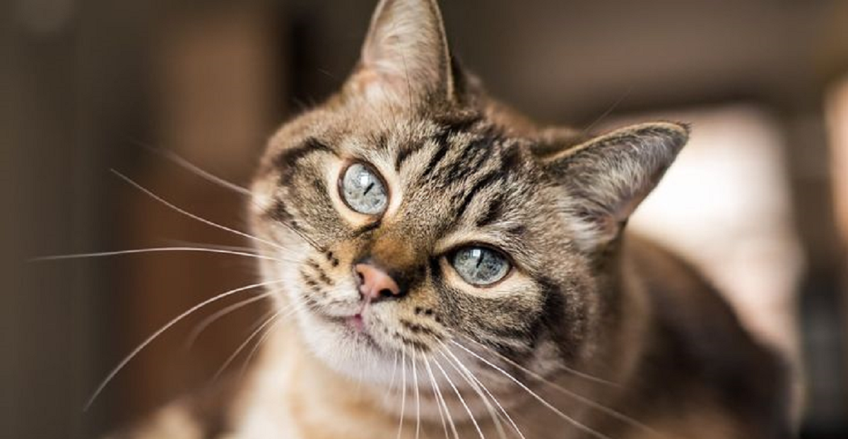 Berapa Usia Maksimal Seekor Kucing? Inilah Beberapa Fakta Tentang Usia Seekor Kucing