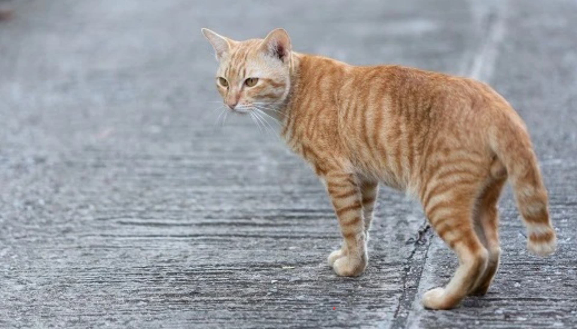 Kenapa Kucing Suka Berak di Tempat Sembarangan dan 4 Cara untuk Mengatasinya