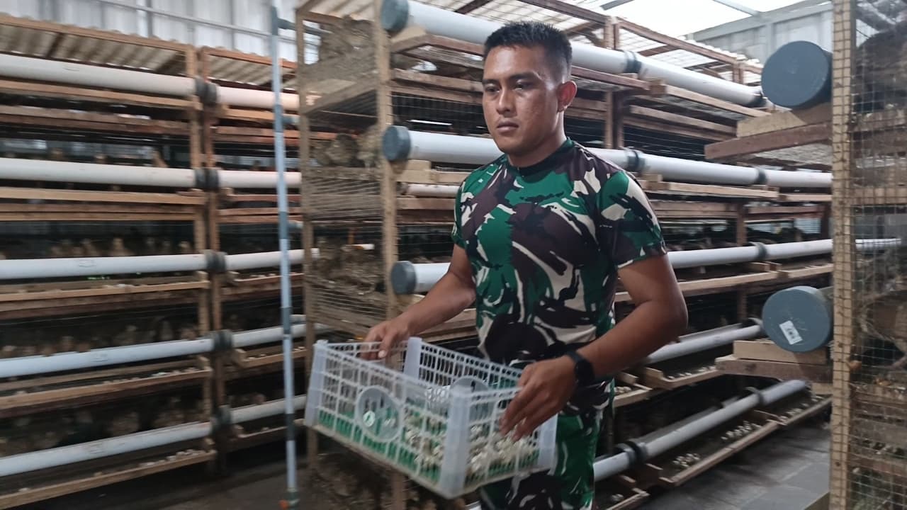 Kodim 0615 Kuningan Budidaya Burung Puyuh, Setiap Hari Hasilkan Ribuan Butir Telur