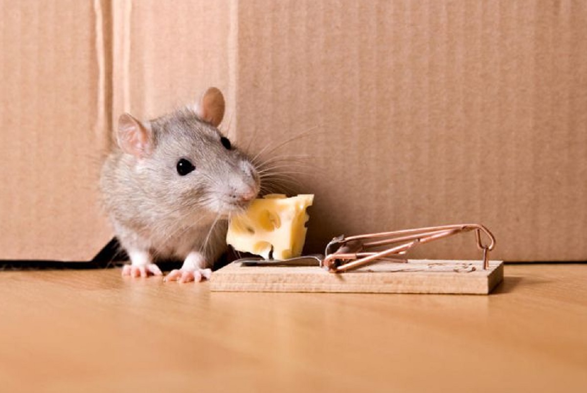Bikin Tikus Mabuk dan Tak Berdaya, Inilah 6 Aroma Alami Yang Tidak Disukai Tikus, Bisa Usir Tikus Keluar Rumah