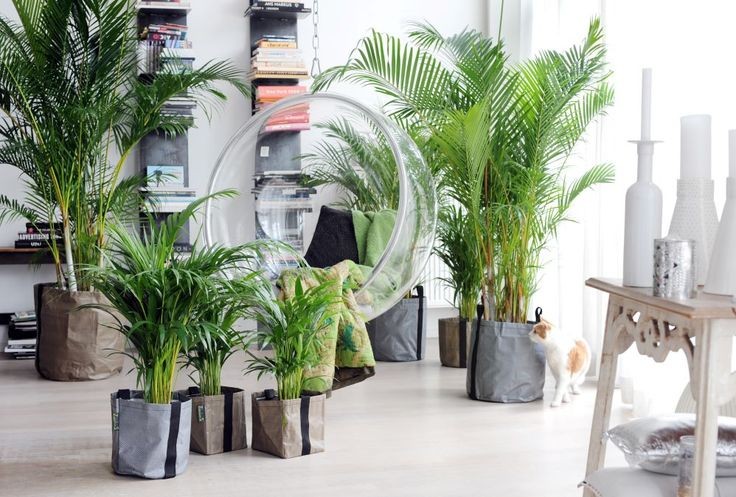 Tropical Vibe! Ini Tips Memilih Tanaman Hidup untuk Ruang Tamu yang Estetik, Bisa Jadi Elemen Dekoratif