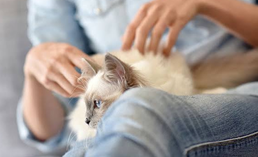Bikin Terharu! Berikut adalah 3 Cara Kucing Menghibur Pemiliknya yang Sedang Stres