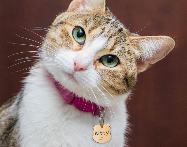 11 Ide Nama Kucing Pembawa Rezeki, yang Memiliki Arti Keberuntungan dan Nasib Baik!