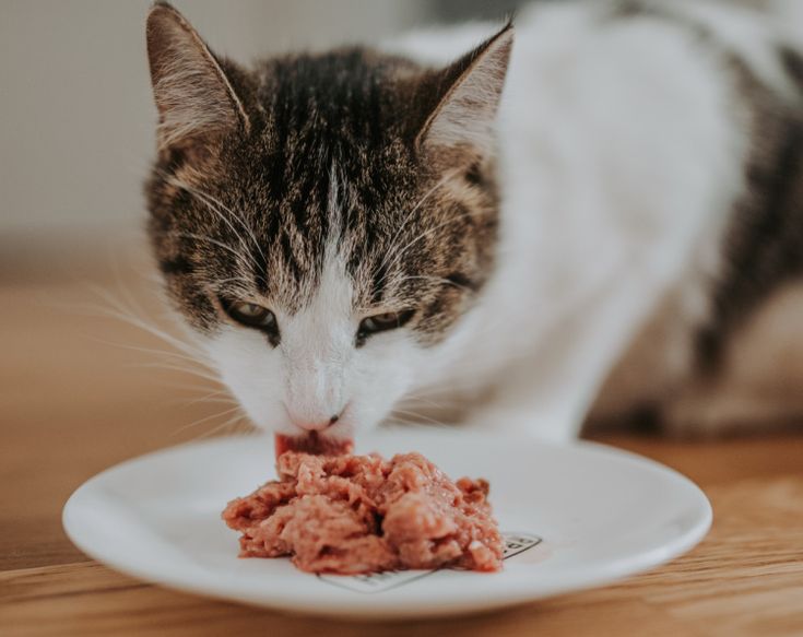 Gak Perlu Repot! Inilah 3 Cara Menyiapkan Makanan Kucing di Rumah, Gampang Banget 