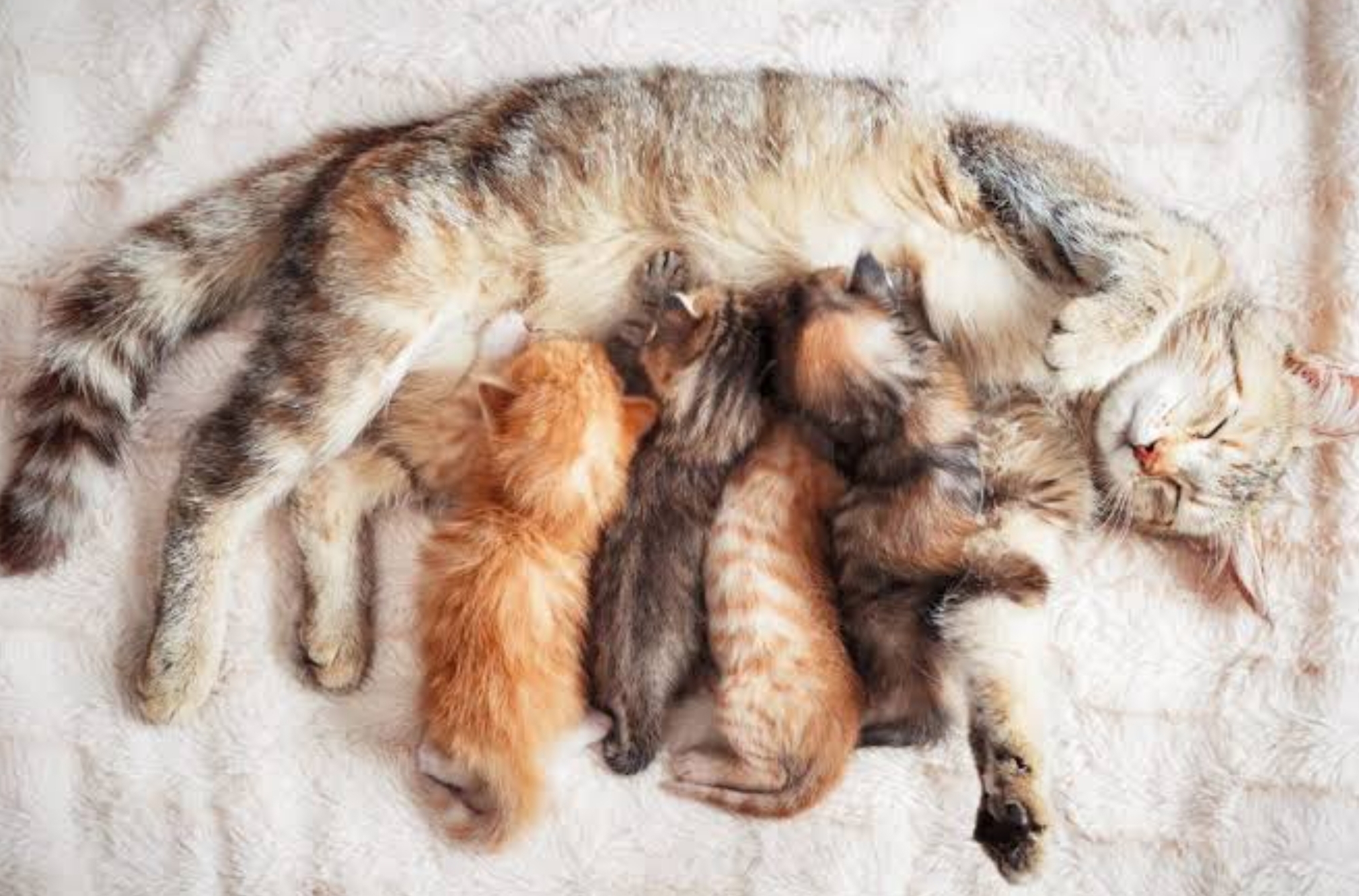 Bisa Makan Anaknya Sendiri, Ini 5 Ciri Kucing Stres setelah Melahirkan yang Harus Diketahui