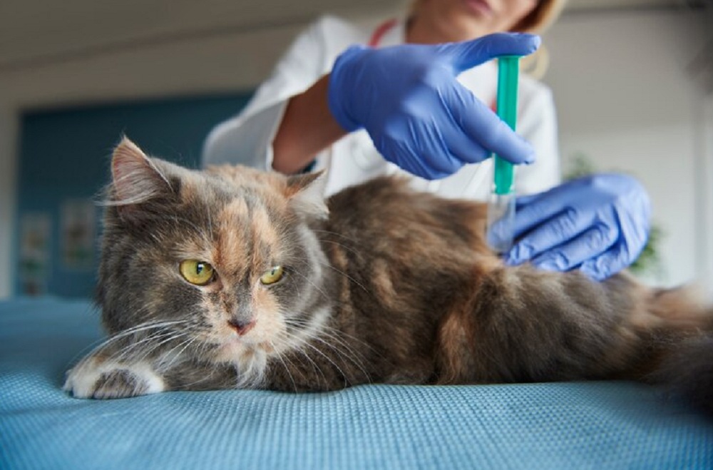 Tips Menjaga Kesehatan Kucing Saat Musim Pancaroba Tiba, Para Catlovers Wajib Tahu