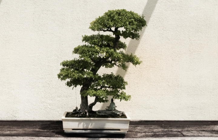 Gampang Banget! Ini 5 Cara Membuat Bonsai yang Indah Bagi Pemula, untuk Dekorasi Rumah yang Unik dan Menarik