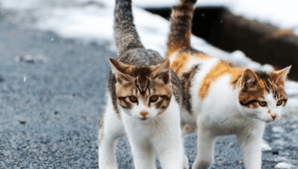 5 Cara Agar Kucing Ras Kawin Dengan Kucing Kampung, Hasilkan Kucing Campuran yang Unggul!