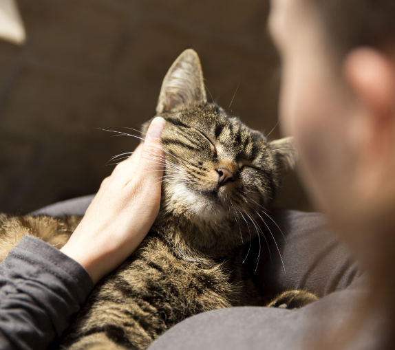 Tidak Sembarangan, Inilah 5 Tips Perawatan Kucing Hamil yang Perlu Diketahui