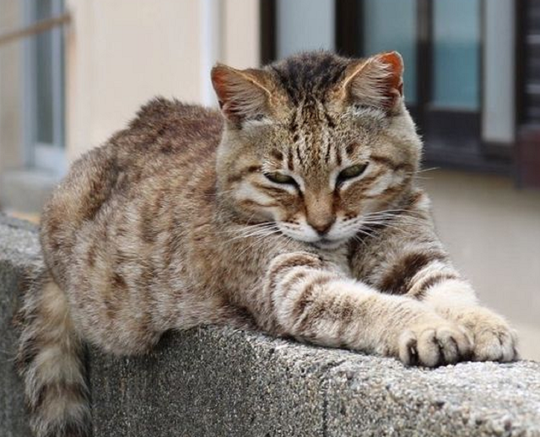 Ternyata Ada Tanda dan Faktor Penyebab Kucing Ras Anda Cepat Menua, Begini Alasannya